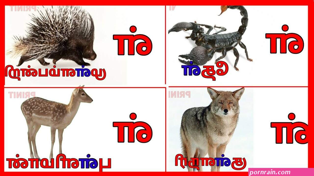 மல ய ளம வ ள ளக ச க ஸ ய க ரல ஸ ப ட ட ஸ