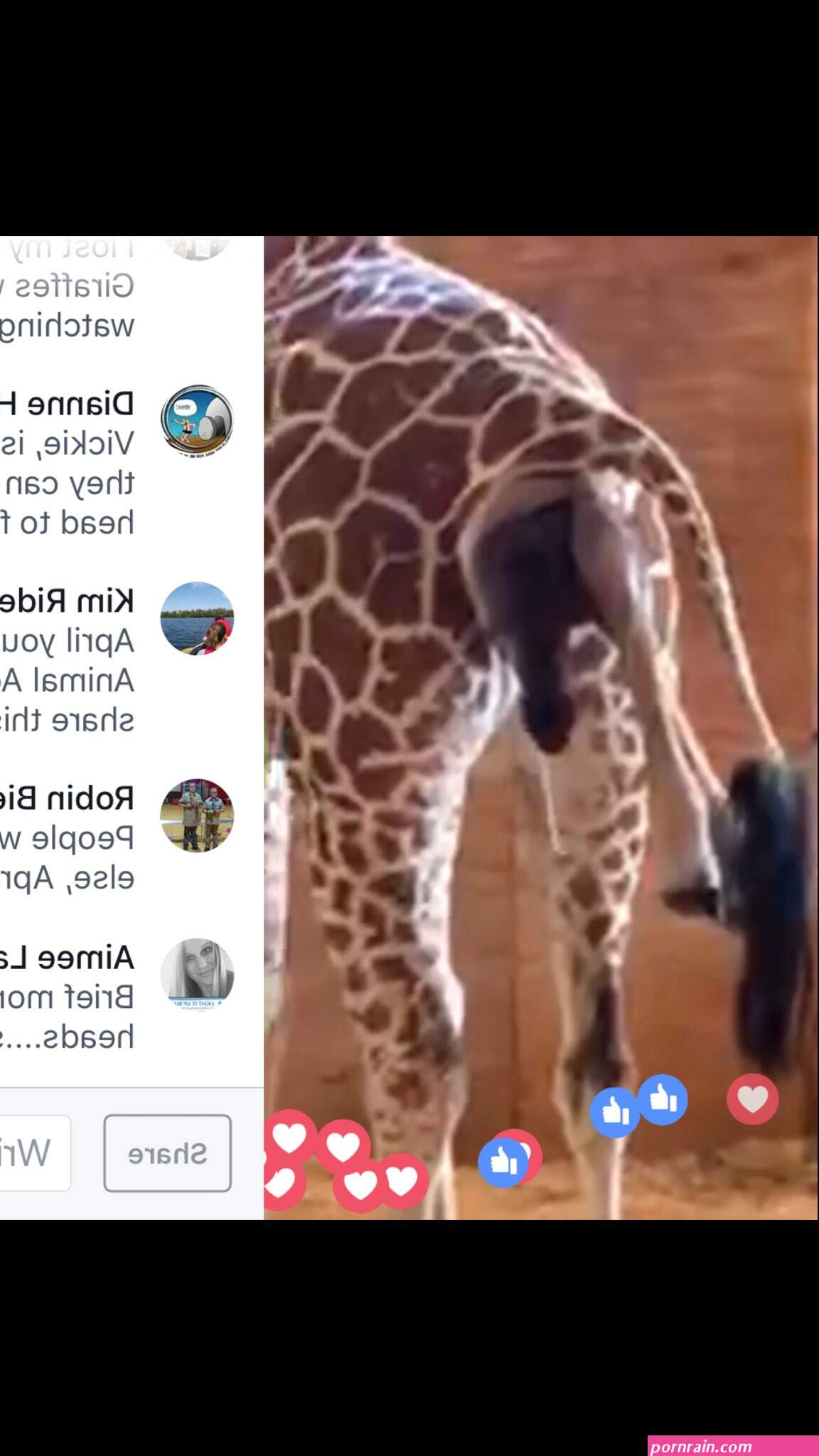 girraffe vagina pic