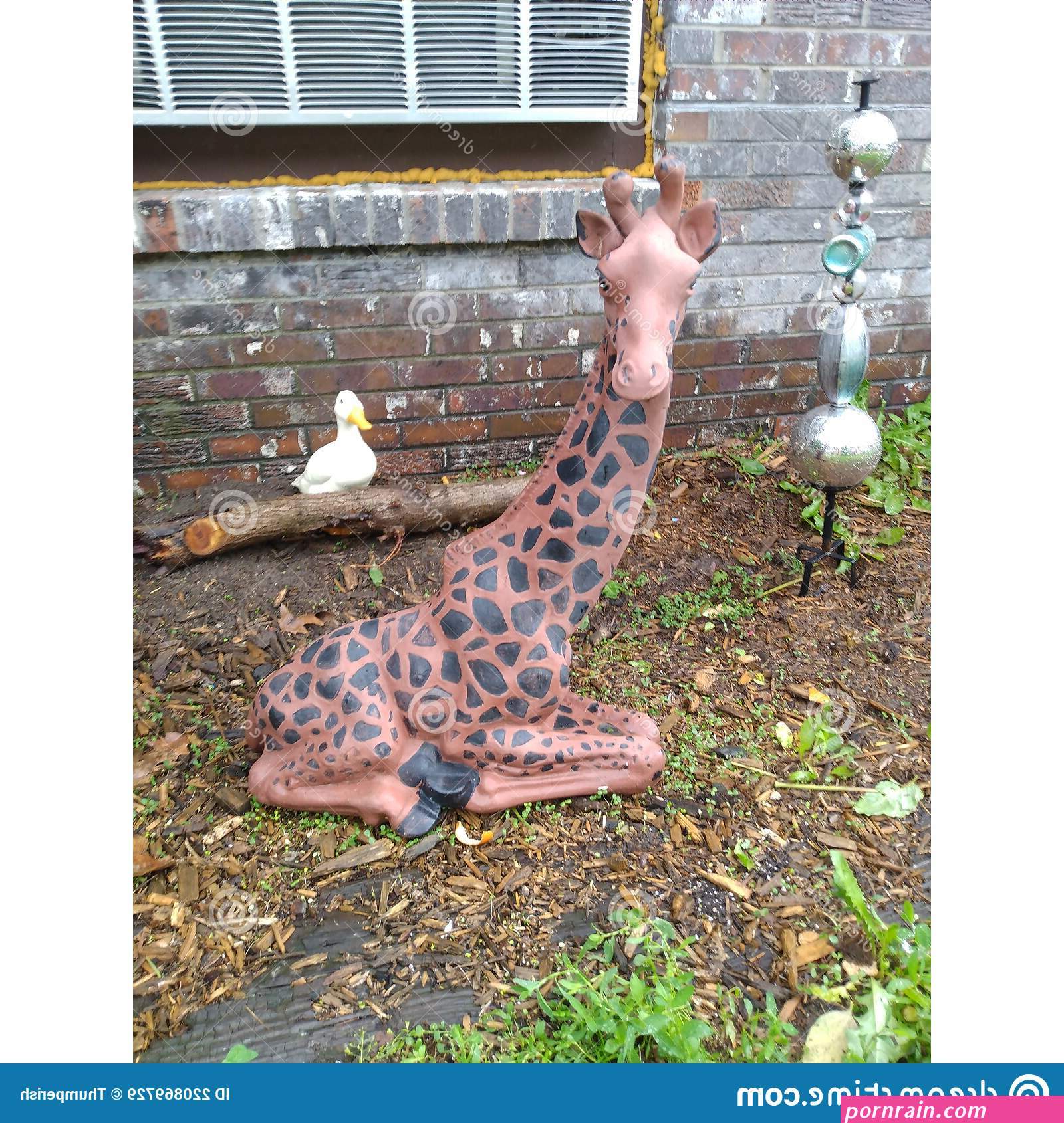 girraffe vagina pic