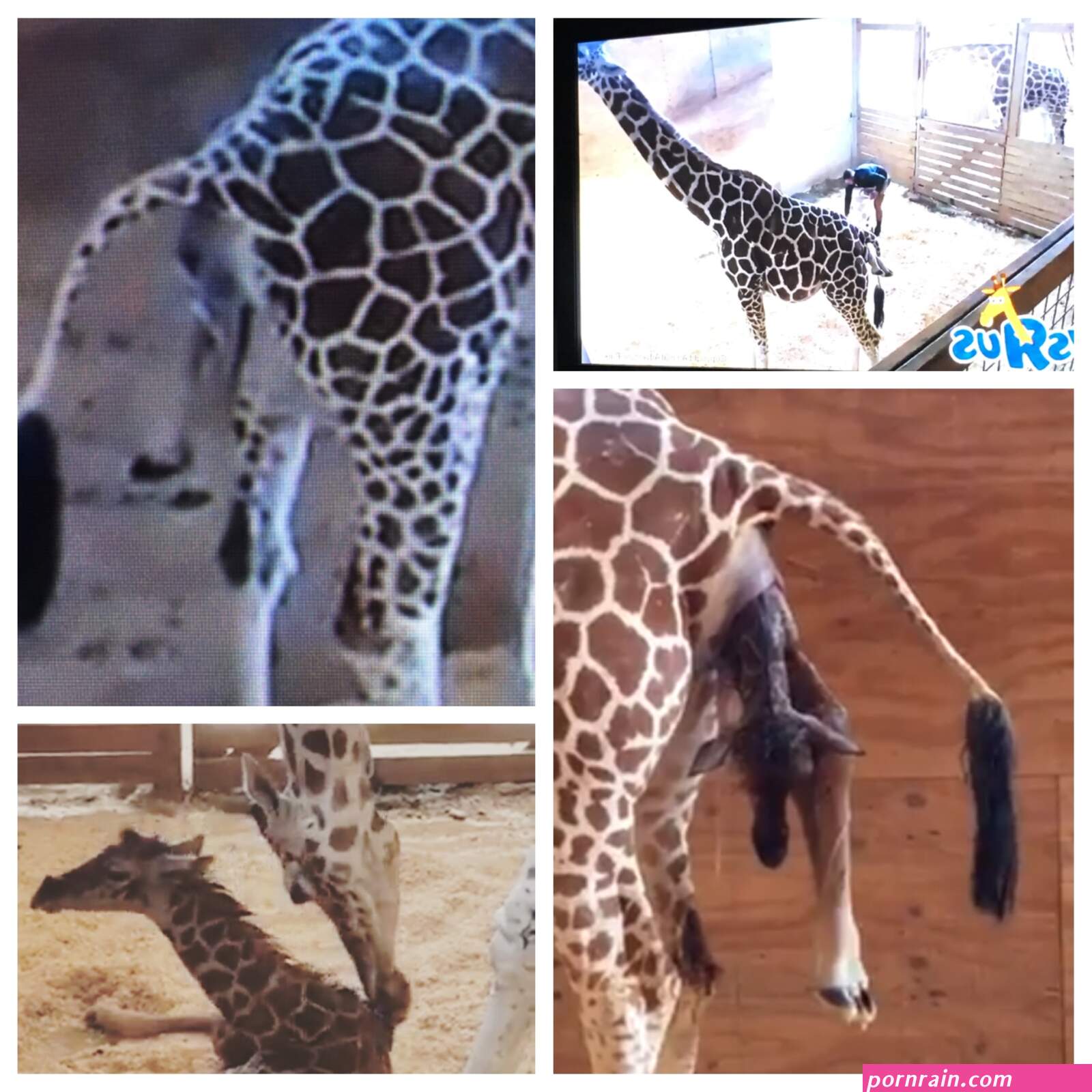 girraffe vagina pic