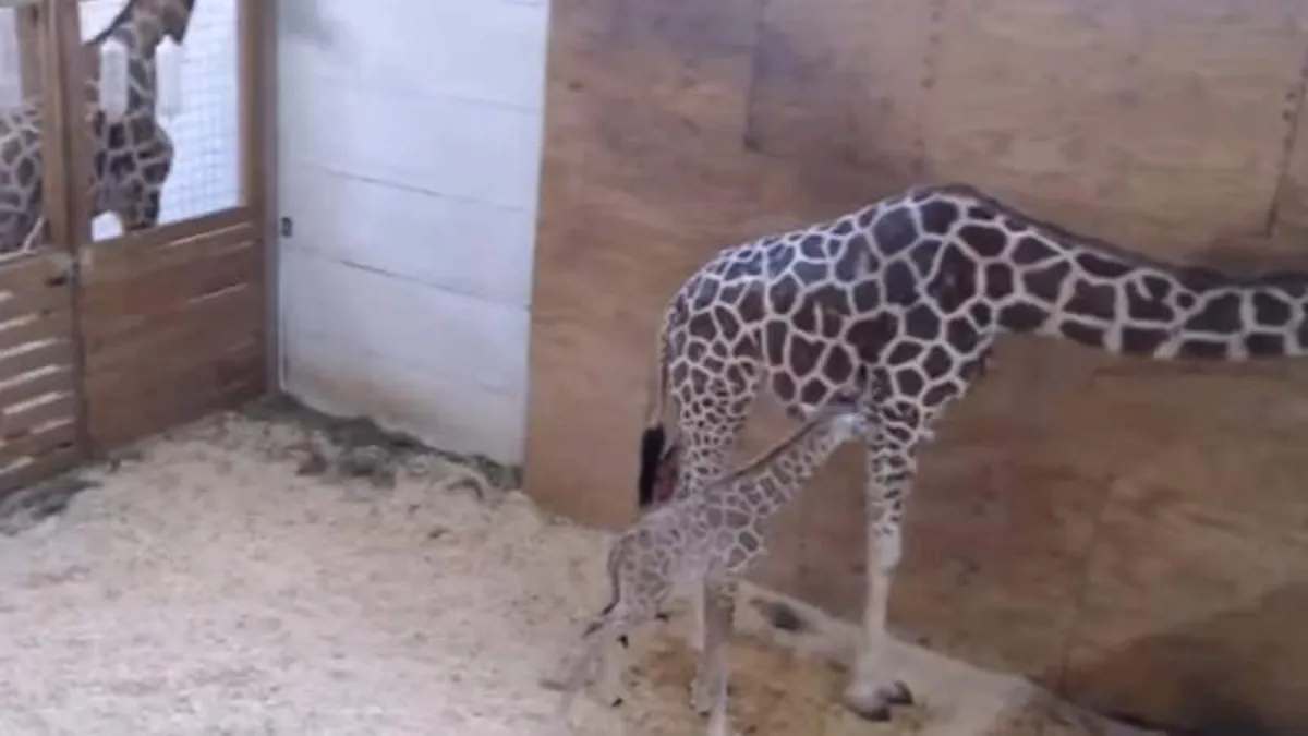 girraffe vagina pic