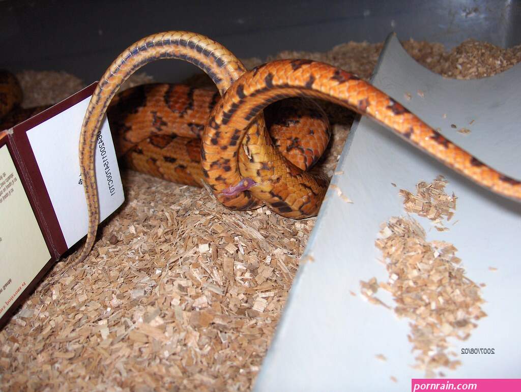 snake porn