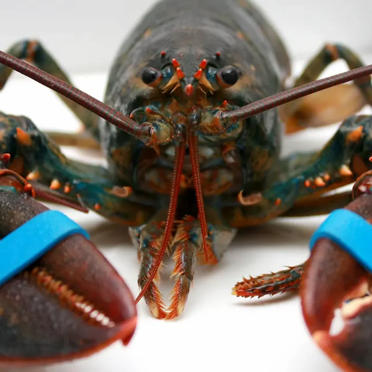 image de trout vaginale xxx