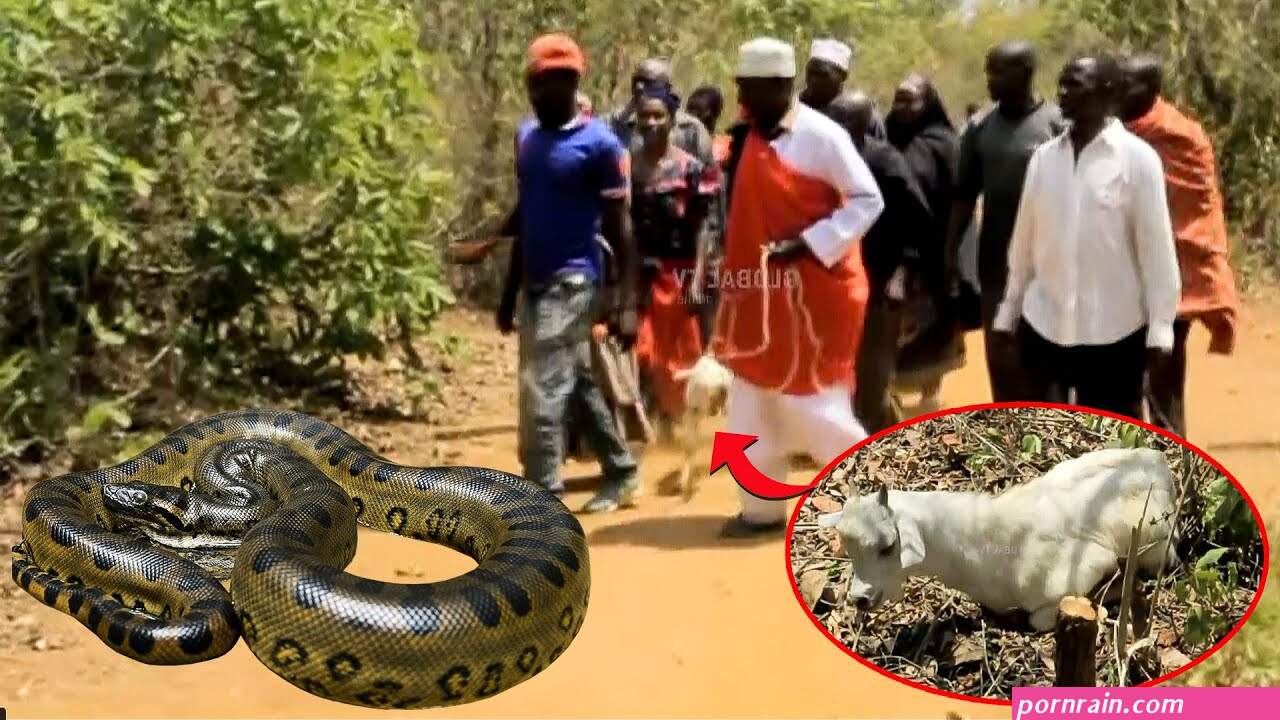 kuma aina zote