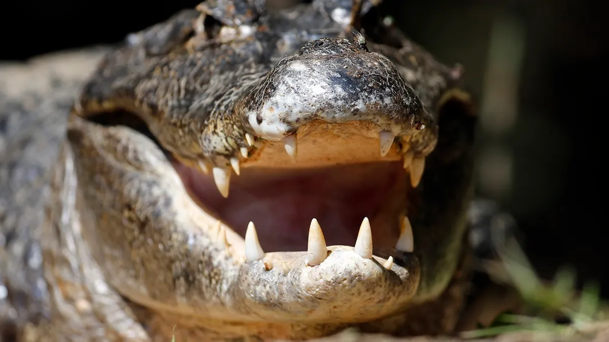 escort gator