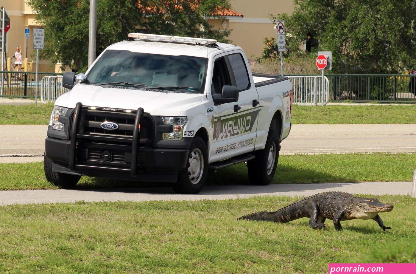 escort gator