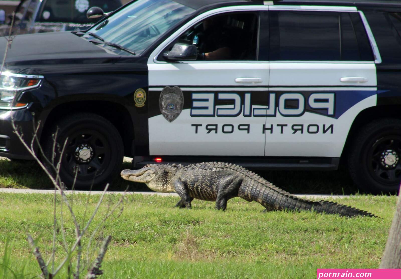 escort gator