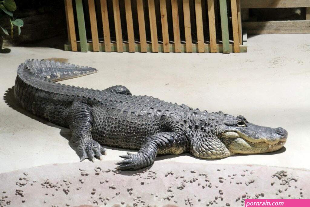 escort alligators