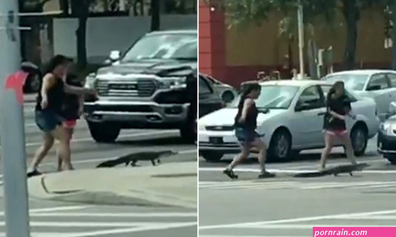 escort alligators