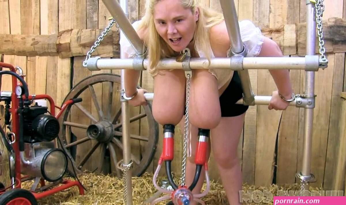 milking hucows