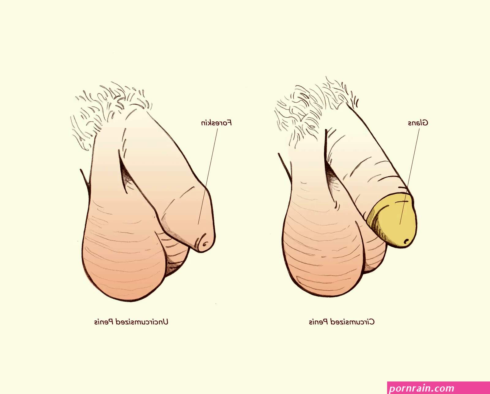 Penis Anatomy 101: Every Diagram and Fact You Need