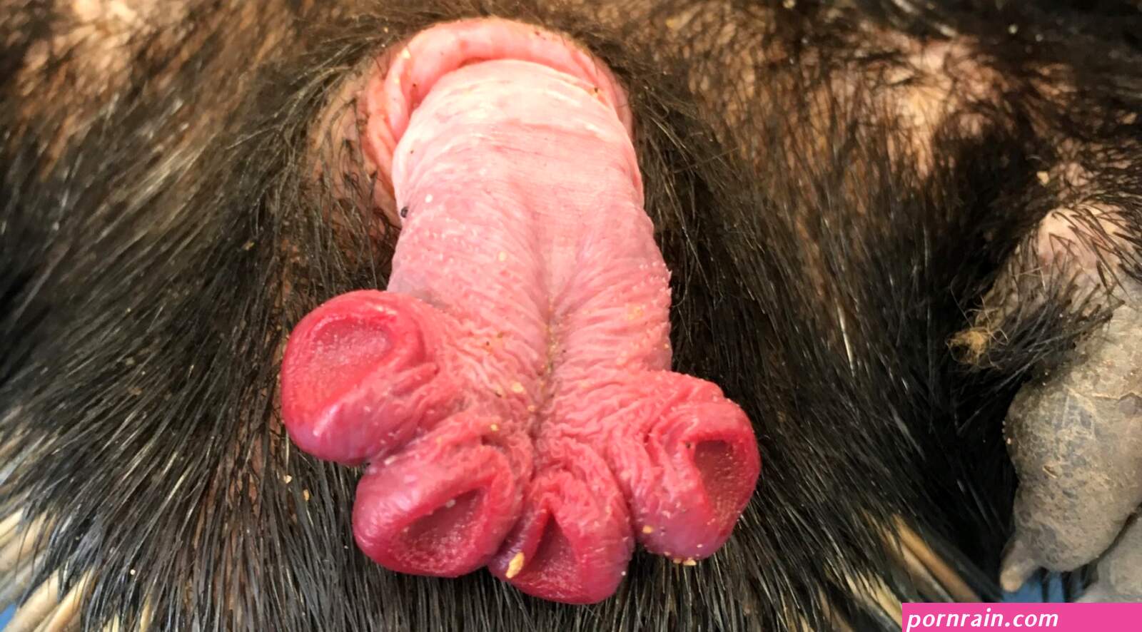 Echidna penises: Why theyre so weird