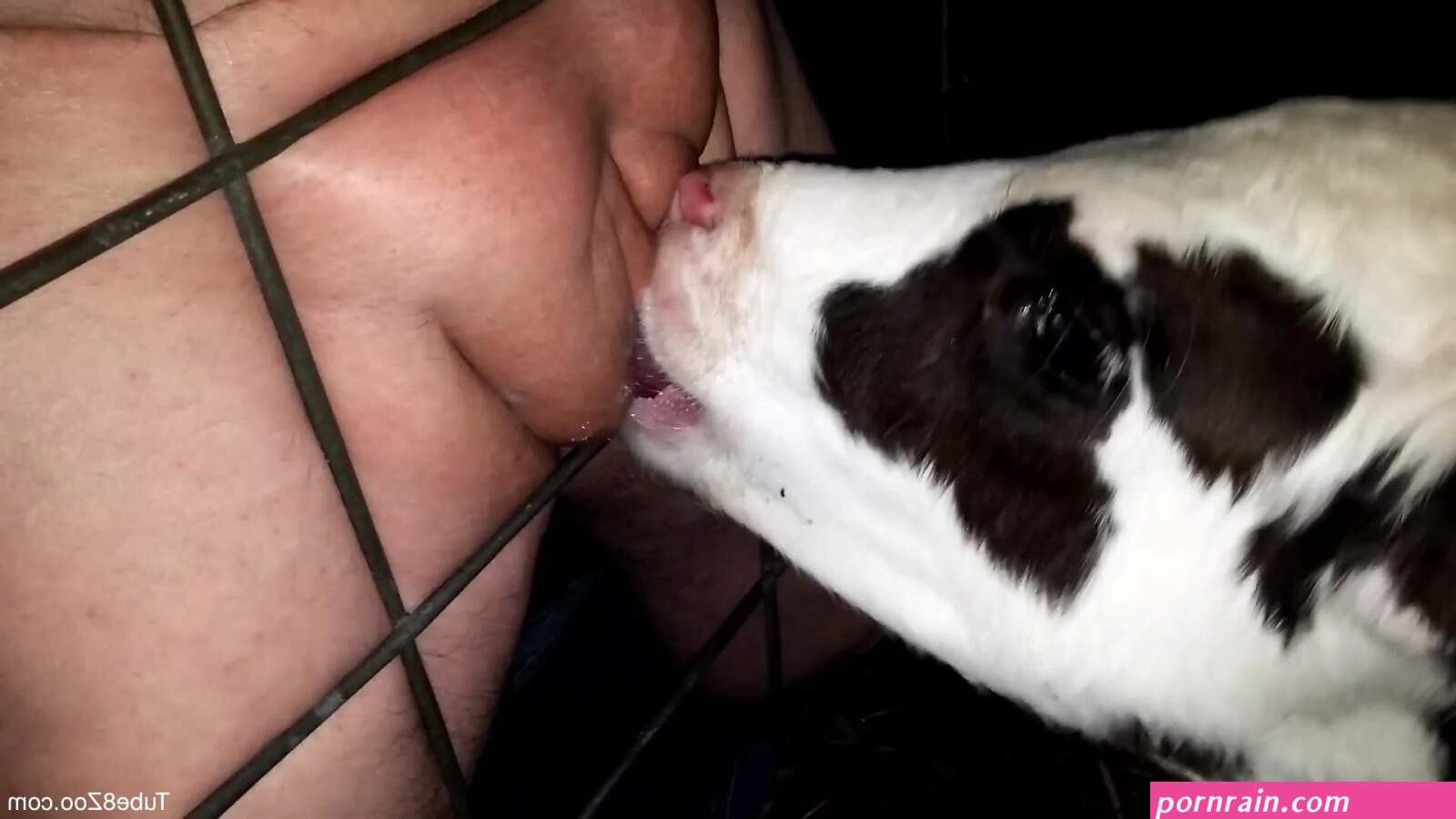 Sexy cow 8682 puts its oral skills to a test
