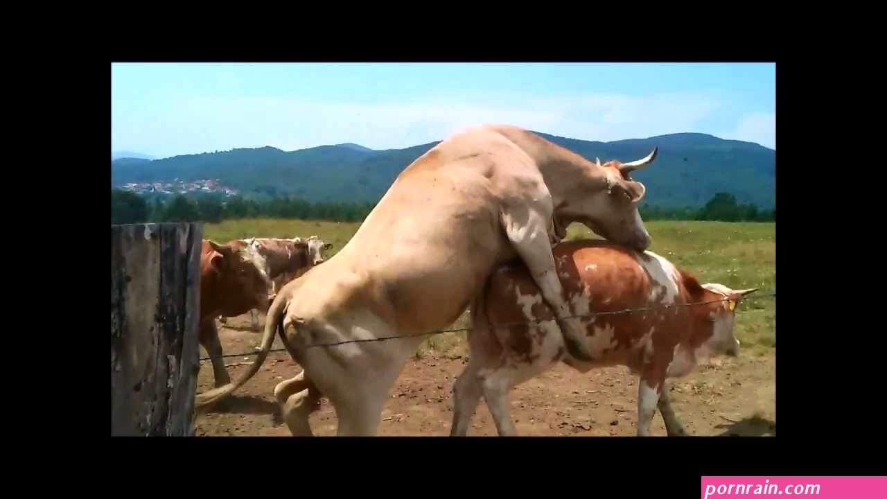 Cow Porn