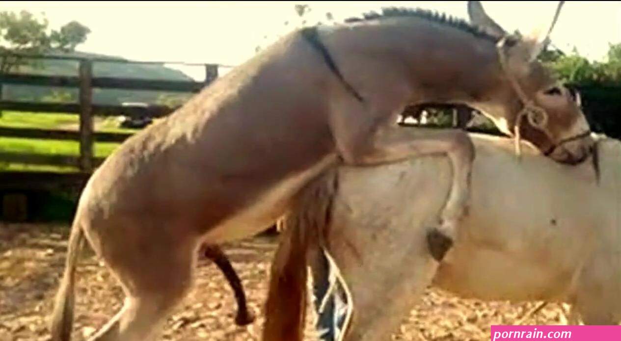 Donkey fuck Horse