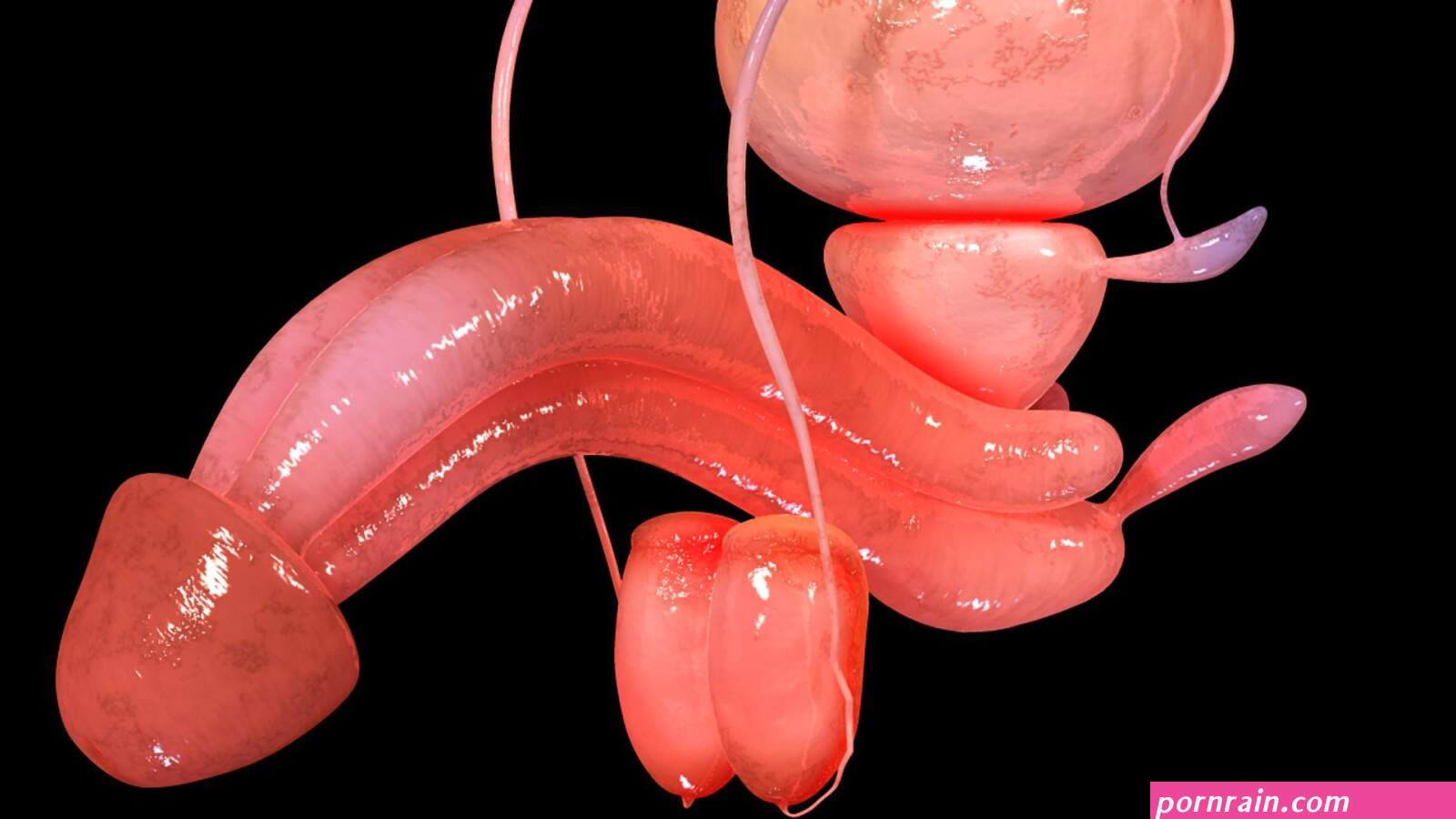 APK VR Male Reproductive System untuk Muat Turun Android