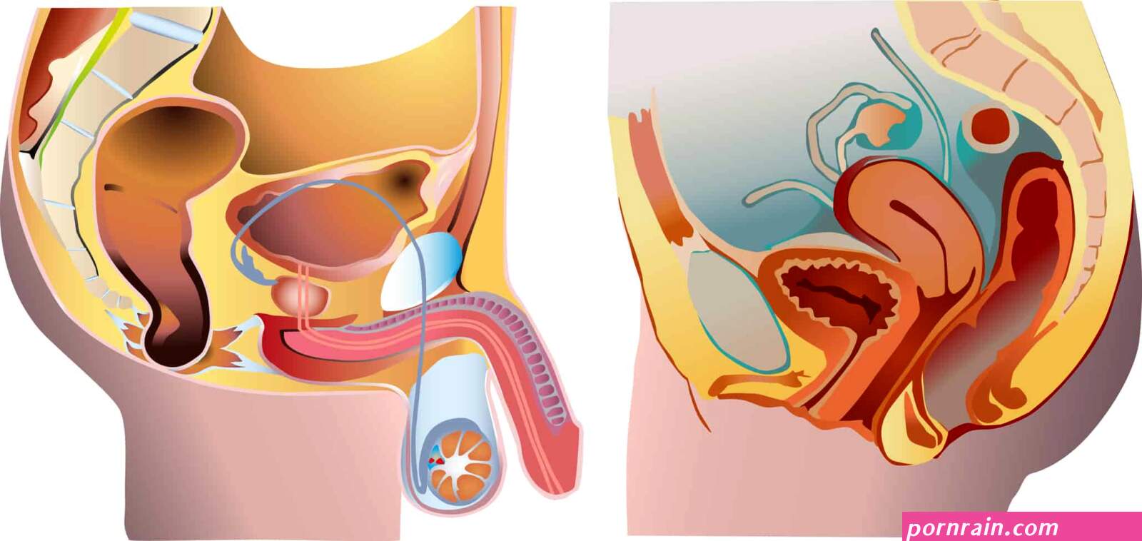 badania urologiczne