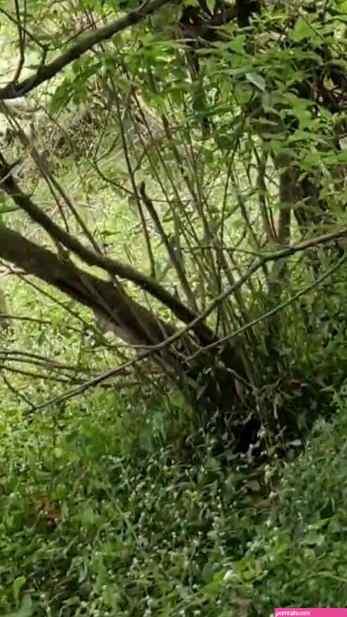 Normal: Indian aunty outdoor pissing