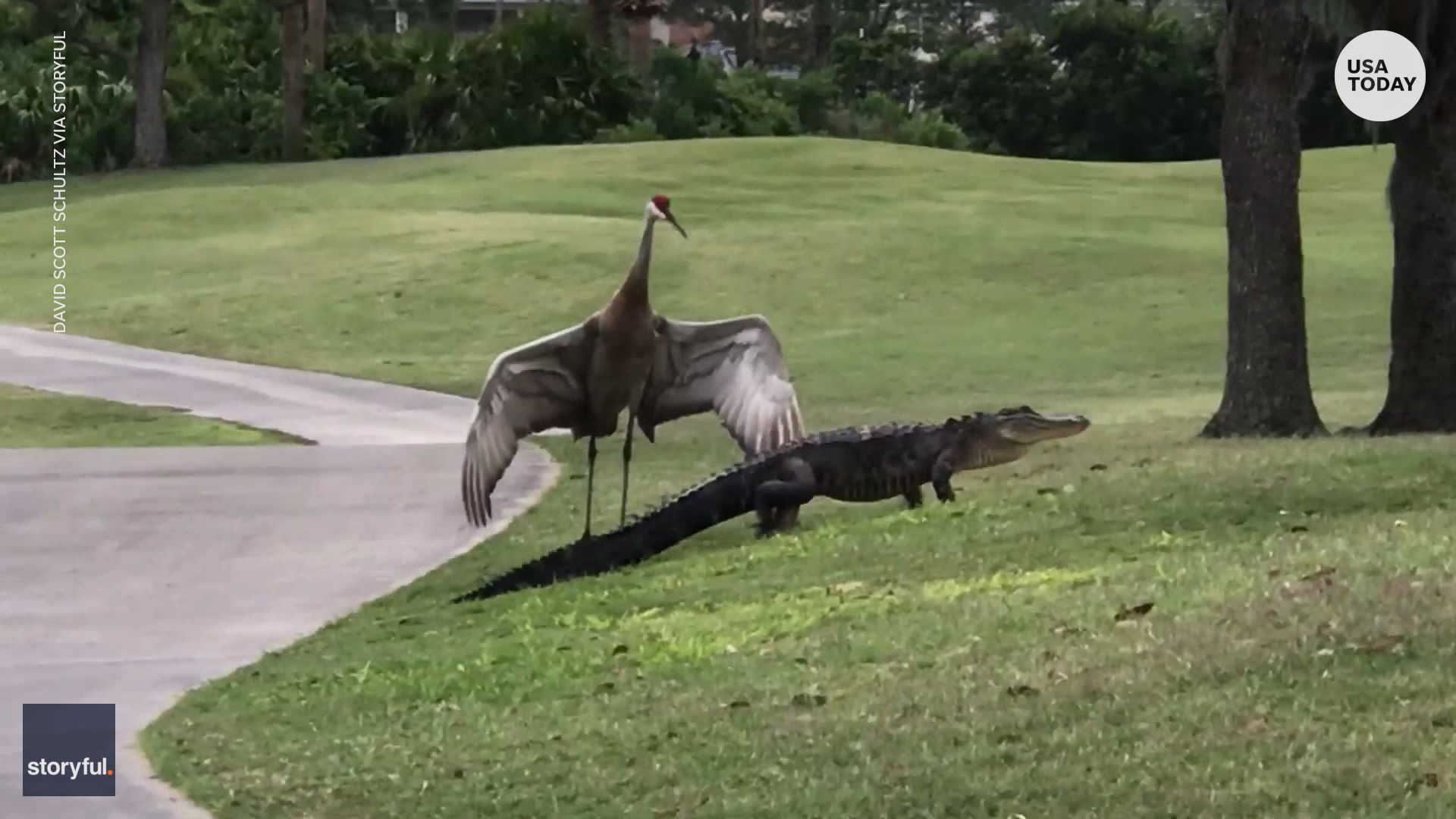 Escort gator